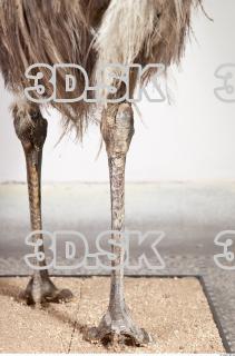 Emus leg photo reference 0076